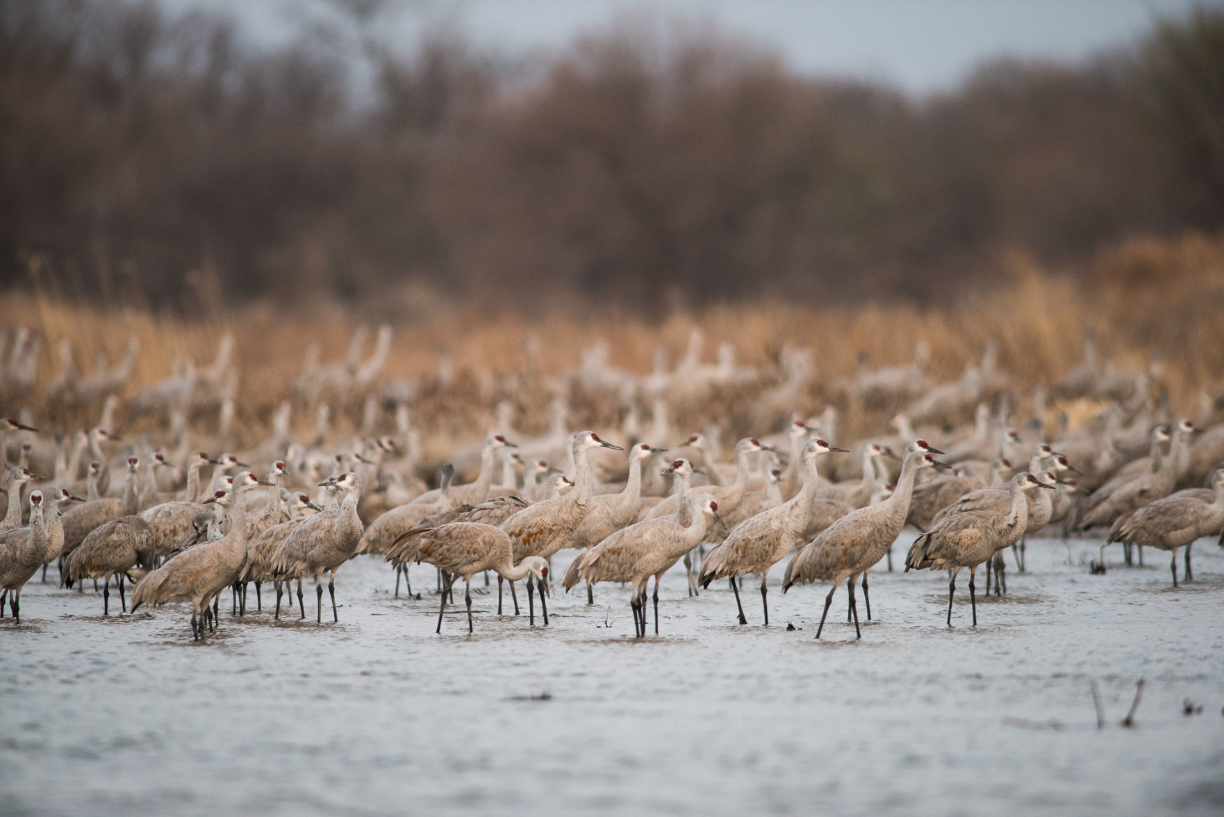 Cranes